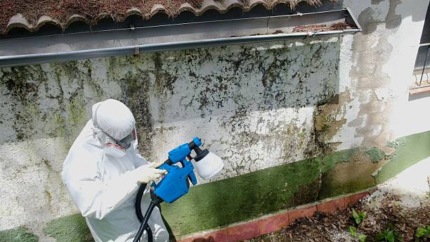 Top rated local Mold Remediation specialists in Parsippany, NJ
